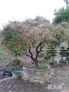 高度400厘米羽毛枫