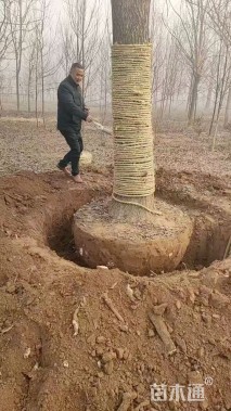 25公分嫁接银杏