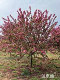 高度350厘米印第安魔力海棠