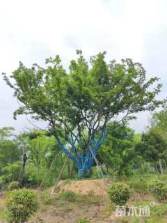100公分丛生朴树