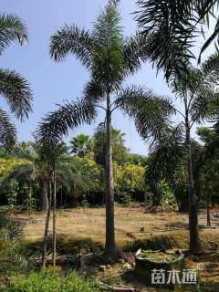 裸干高500厘米狐尾椰
