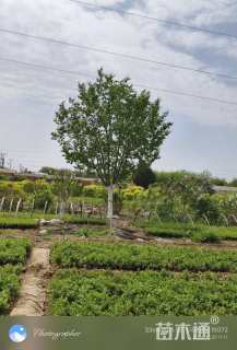 25公分暴马丁香