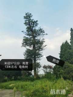 57公分红皮皂角