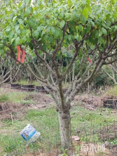 高度350厘米蜡梅