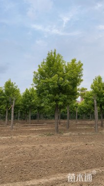 22公分金叶白蜡