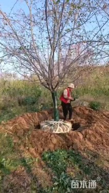 15公分木瓜海棠