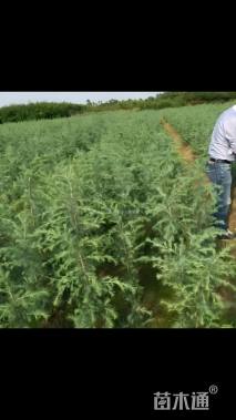 高度40厘米雪松小苗