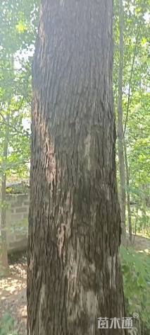 65公分楸树