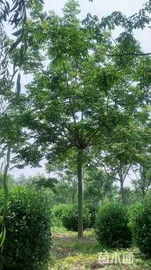 15公分栾树
