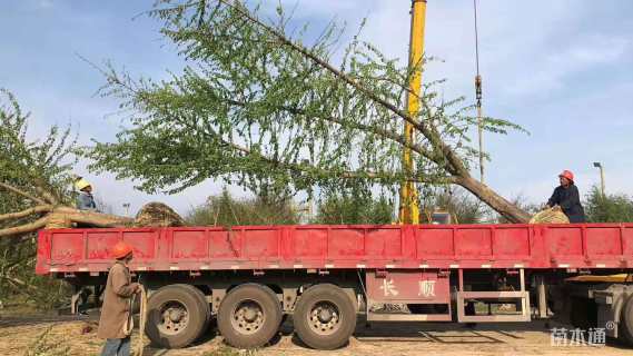 40公分嫁接银杏