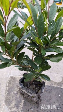 高度20厘米小叶蚊母