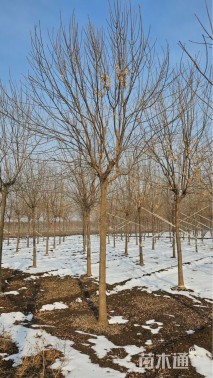 10公分绒毛白蜡