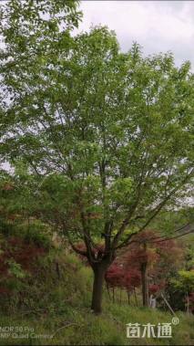 18公分染井吉野樱