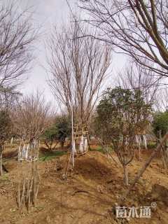 高度1000厘米丛生元宝枫