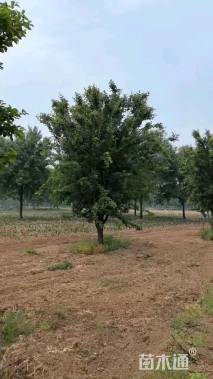 20公分湖北海棠