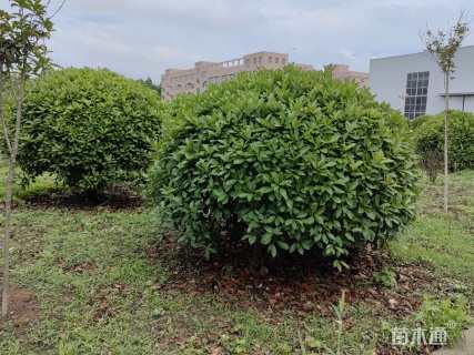 冠幅250厘米红叶石楠球