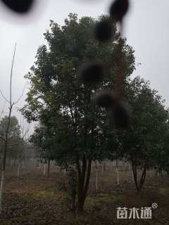 30公分丛生香樟