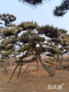 10公分造型黑松