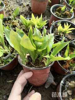 高度15厘米紫花玉簪