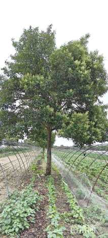 21公分大叶女贞