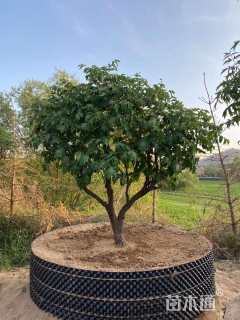 高度250厘米牡丹