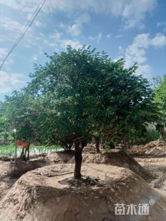 高度200厘米牡丹