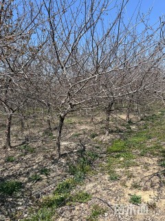 8公分白兰地海棠