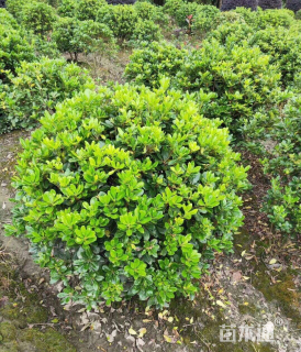 冠幅80厘米海桐球