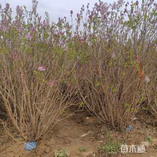 高度150厘米丛生紫丁香