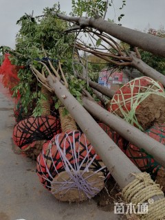 10公分黄山栾树