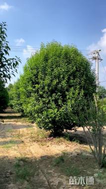 高度600厘米丛生大叶女贞