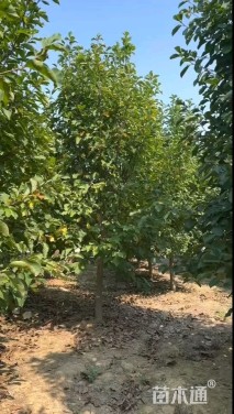 10公分二乔玉兰