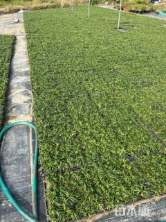 高度5厘米玉龙草