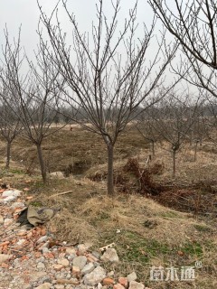 15公分日本晚樱