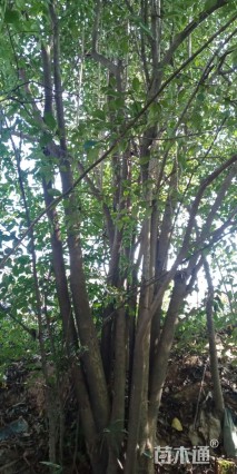 50公分丛生朴树