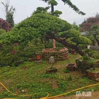 20公分黄枝油杉