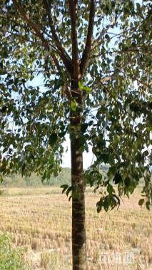 14公分大叶女贞