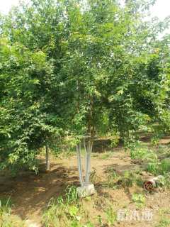 高度400厘米丛生五角枫