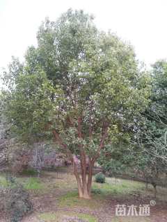 70公分(5杆)丛生香樟