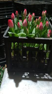 高度20厘米郁金香