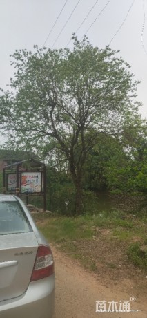 50公分丛生乌桕