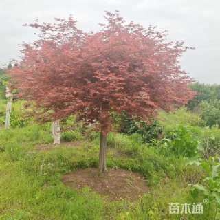 10公分日本红枫