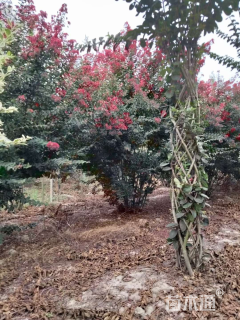 高度500厘米丛生红花紫薇