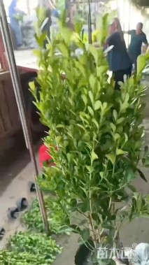 高度65厘米小叶黄杨