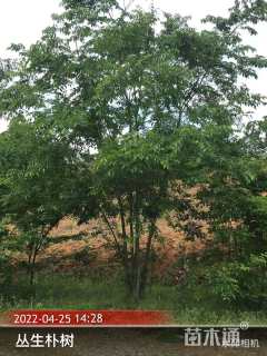 30公分(3杆)丛生朴树