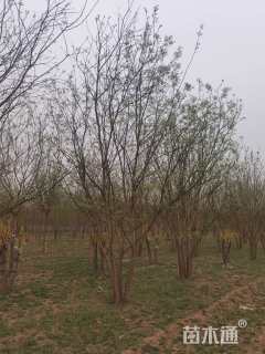 高度700厘米丛生国槐