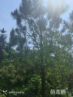 高度700厘米油松