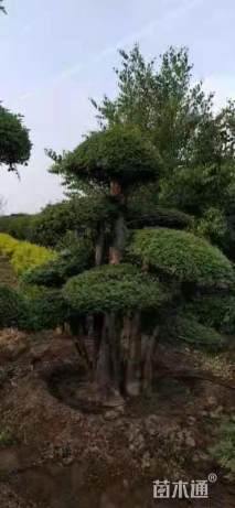 15公分对节白蜡