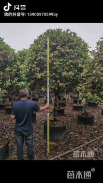 10公分高杆红叶石楠