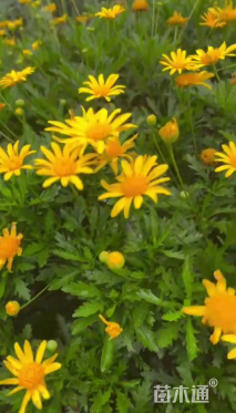 高度120厘米木春菊球